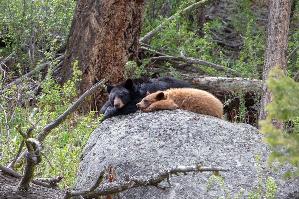 Nap time Rock