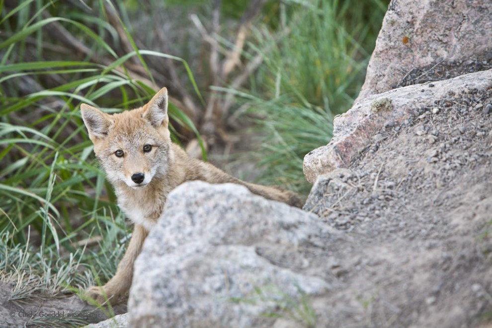 Curious Coyote Pup