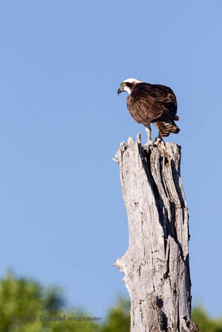 Osprey Watching and Waiting