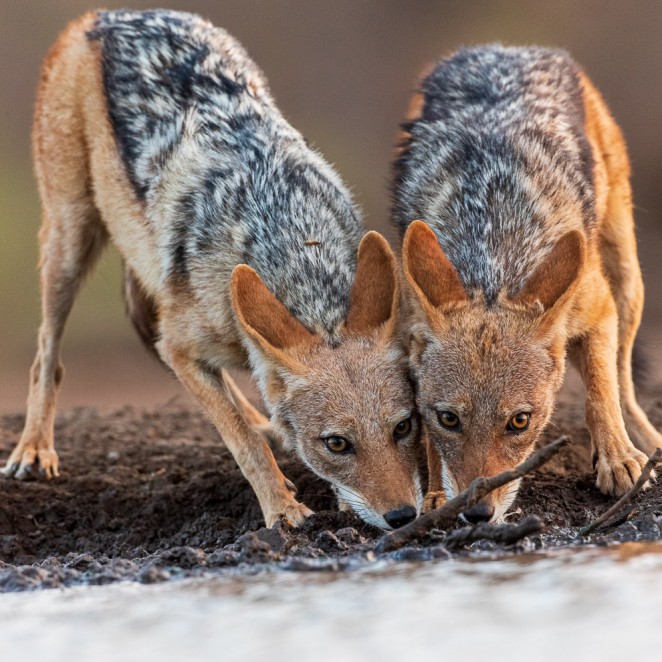 Black-backed Jackal