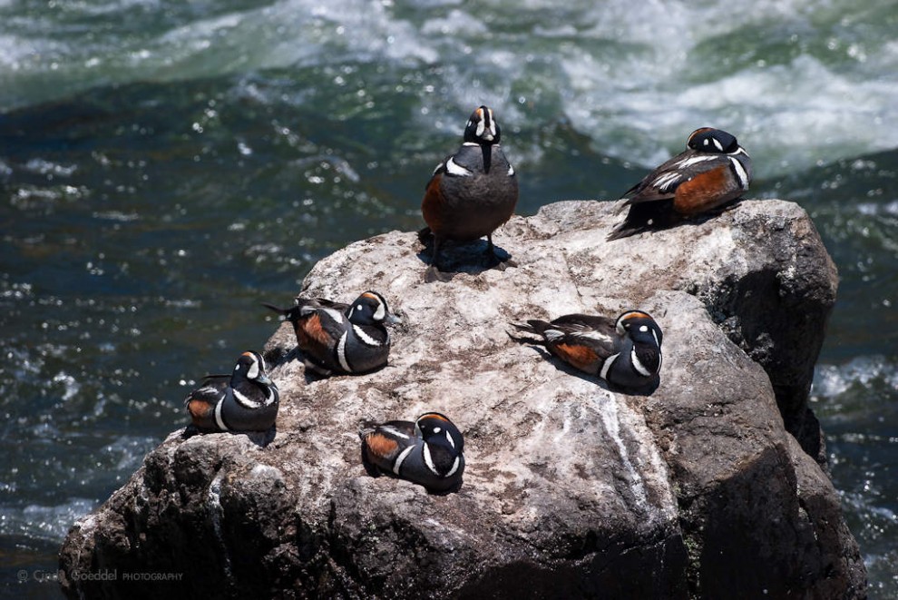 Six Harlequin Ducks