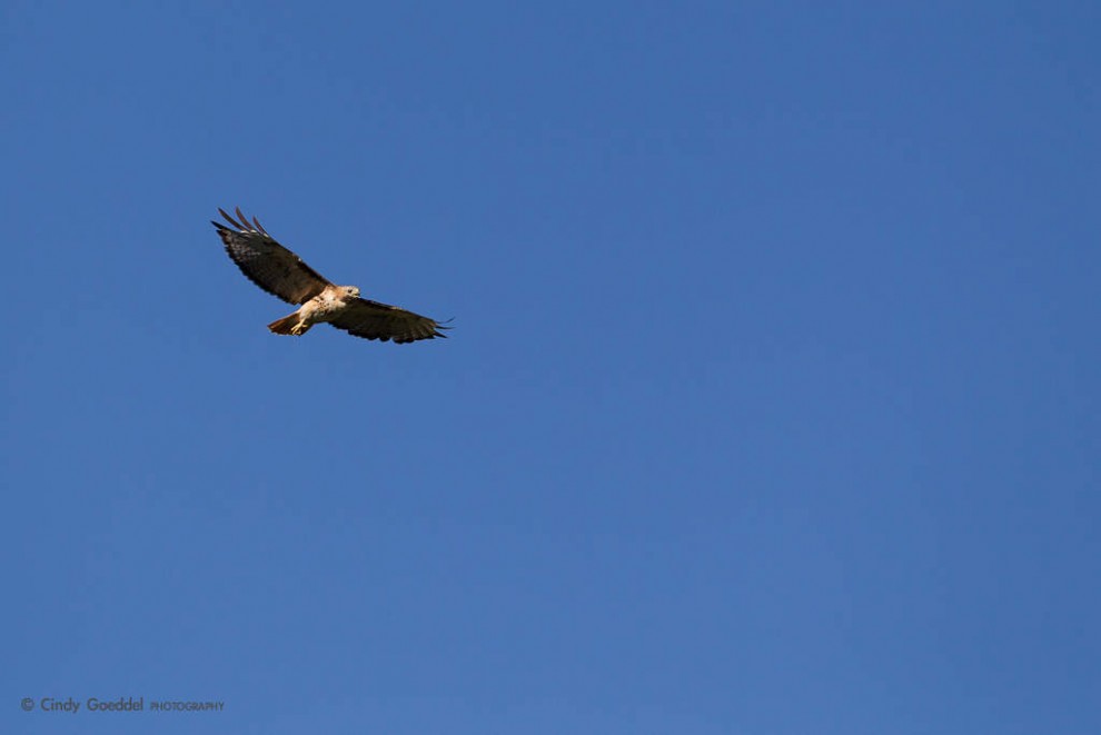 Soaring Red-Tailed Hawk