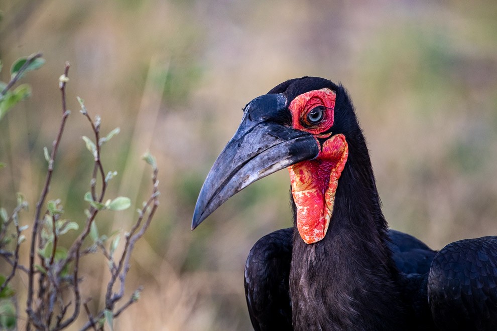 Southern Ground Hornbill