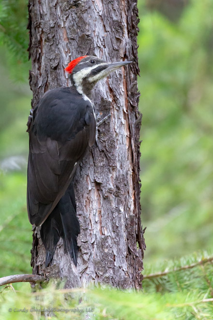 Pileated Woodpecker