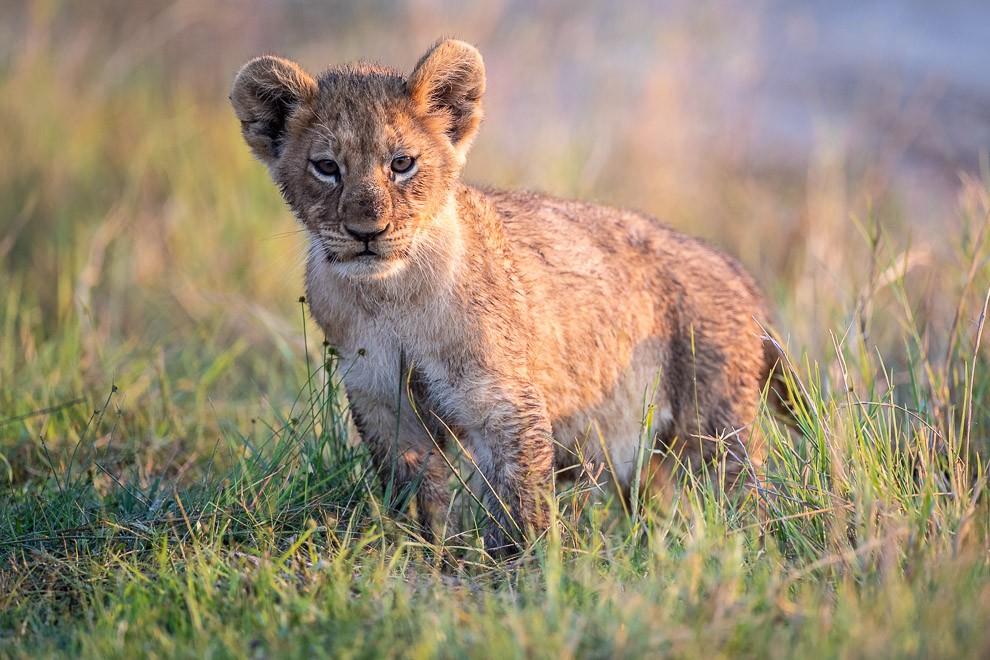 Lion Cub