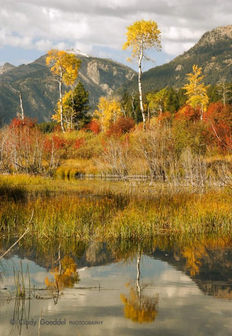 Pond Reflection