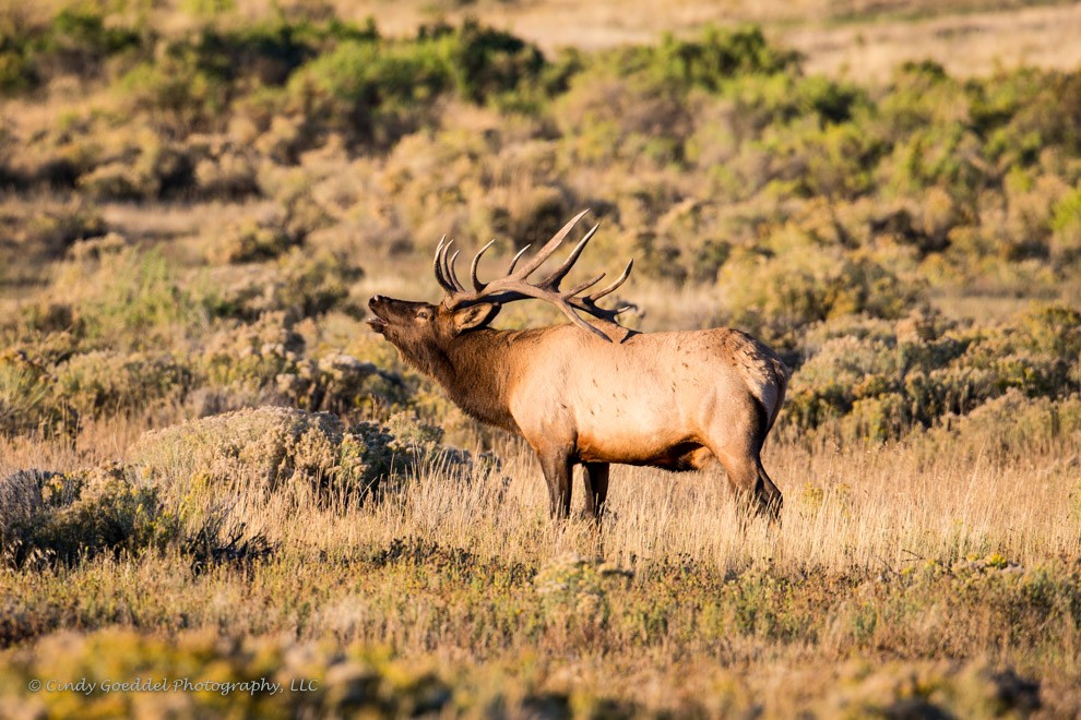 Call of the Bull Elk