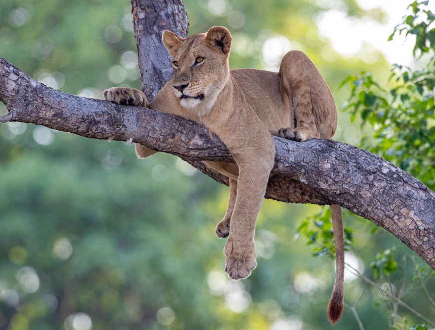 Lioness after a large meal