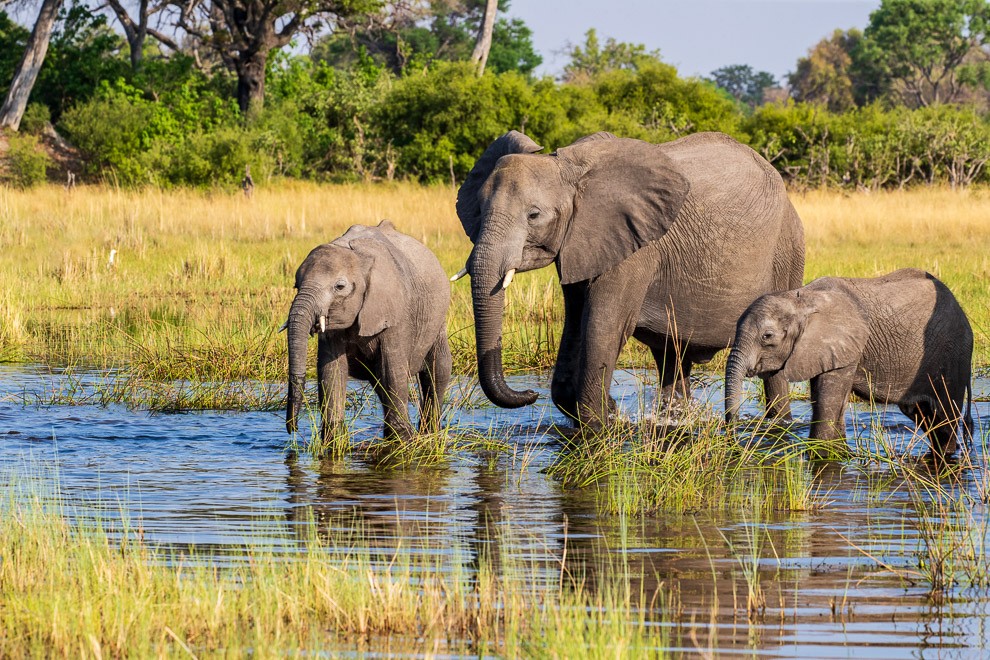 Cow Elephant and her Calves.