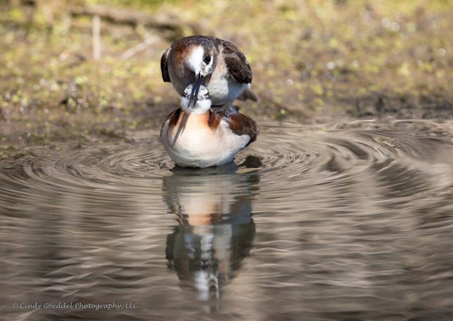 Wilson’s Phalarope