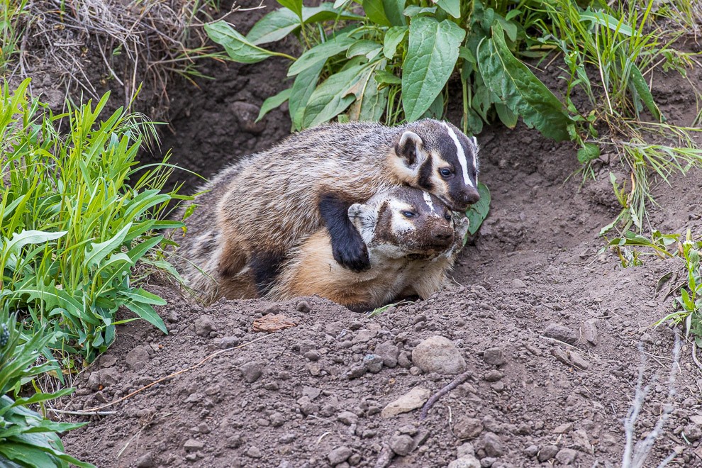 Badger Play