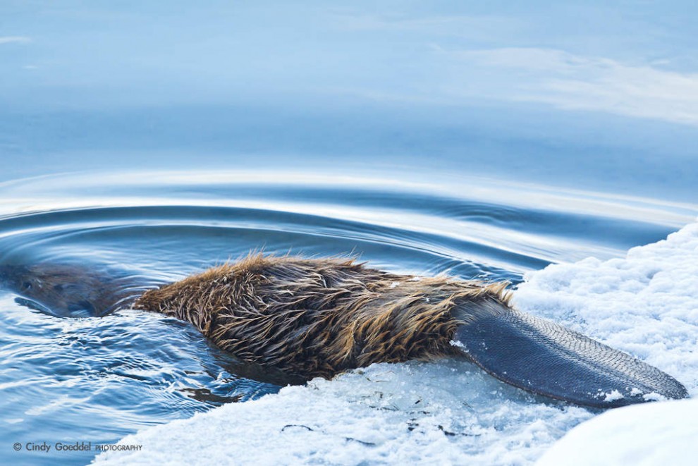 A Beaver Tail