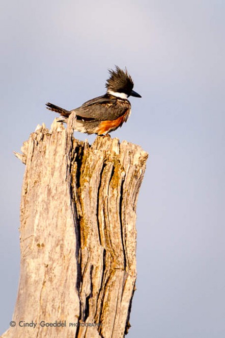 Belted Kingfisher Perched