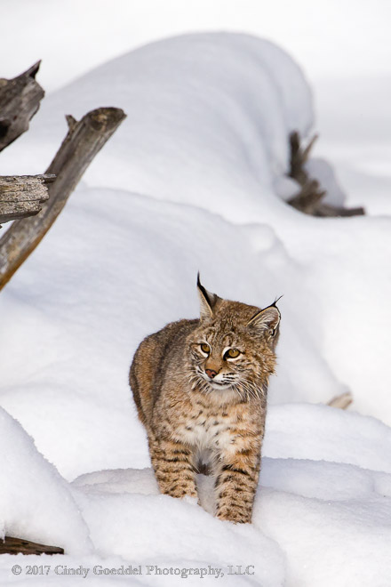 Bobcat on the prowl.