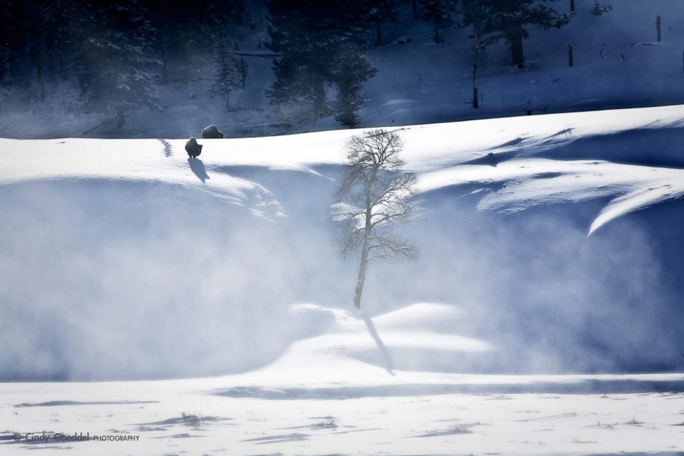 Bison In Ground Blizzard