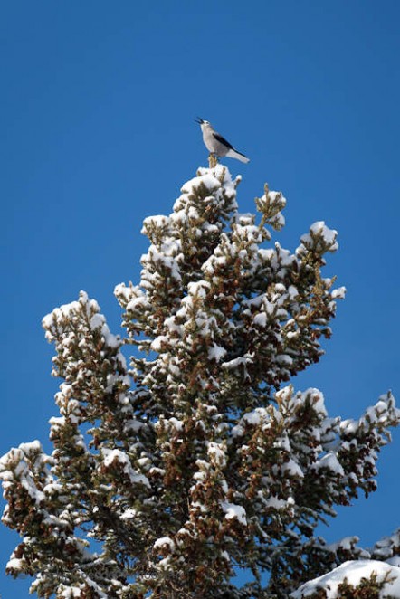 Clark’s Nutcracker