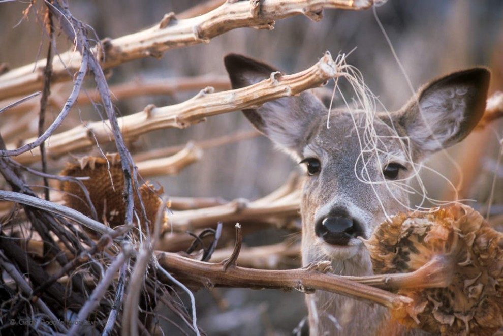 White-tail Yearling