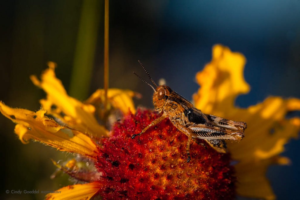 Grasshopper Buffet