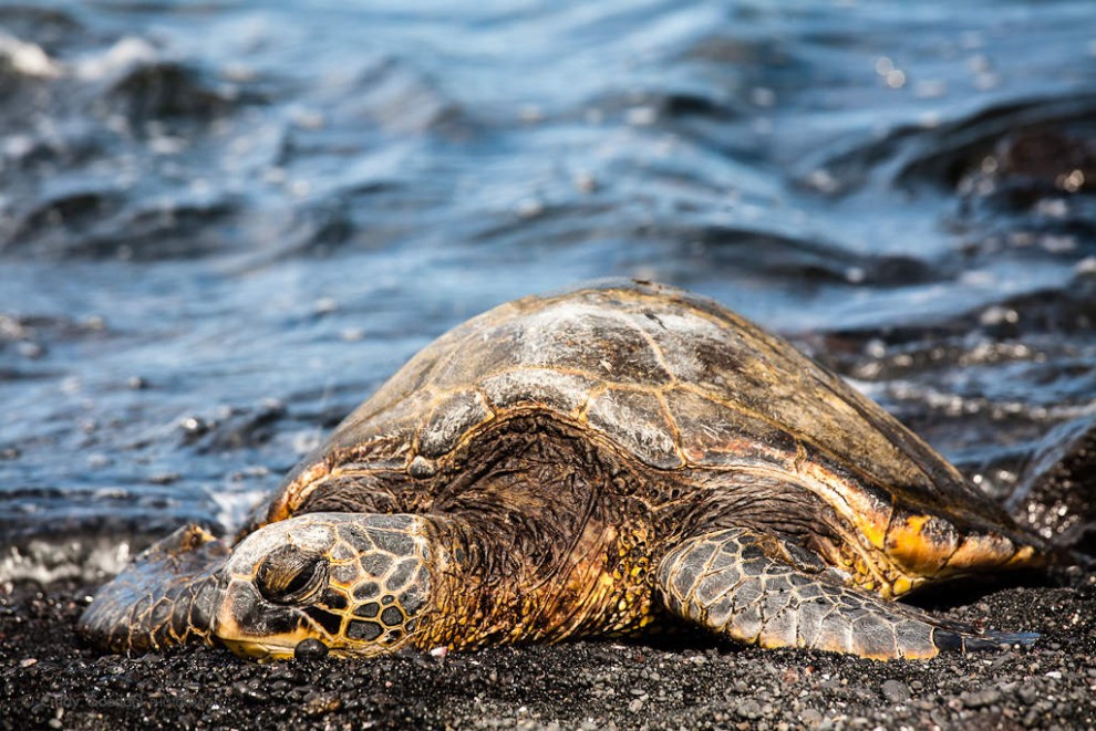 Green Sea Turtle