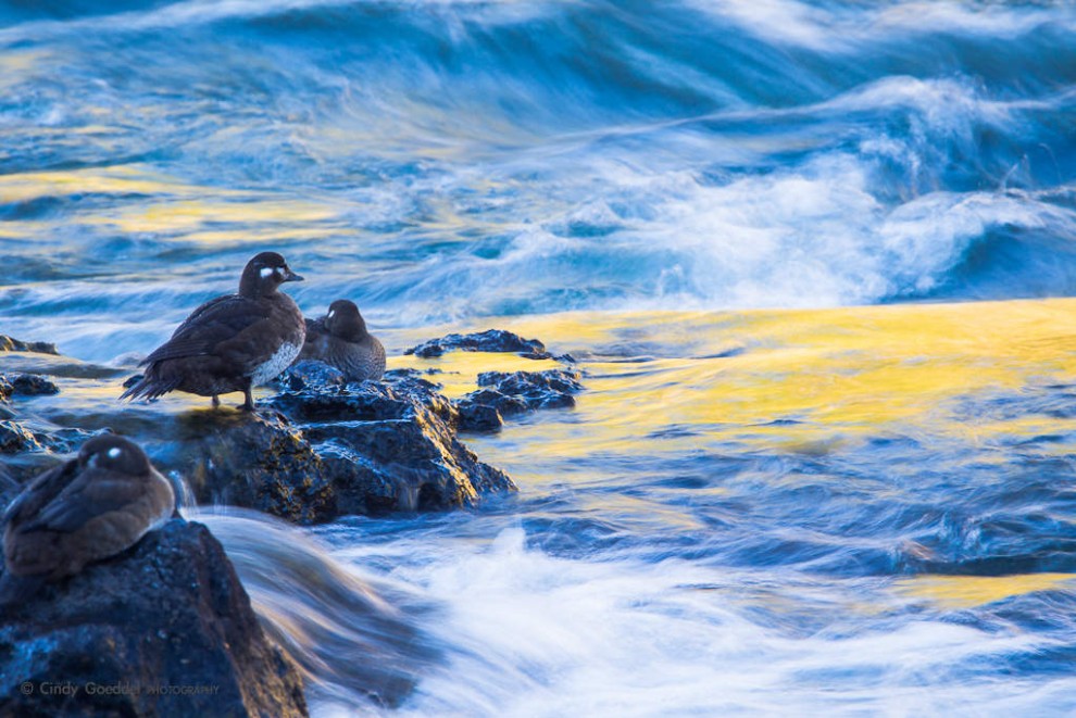 Harlequin Ducks at Sunset