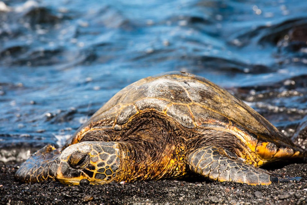 Green Sea Turtle