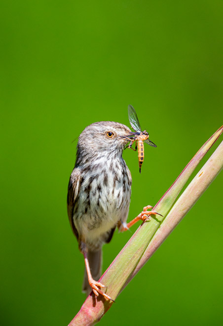 Karoo Prinia