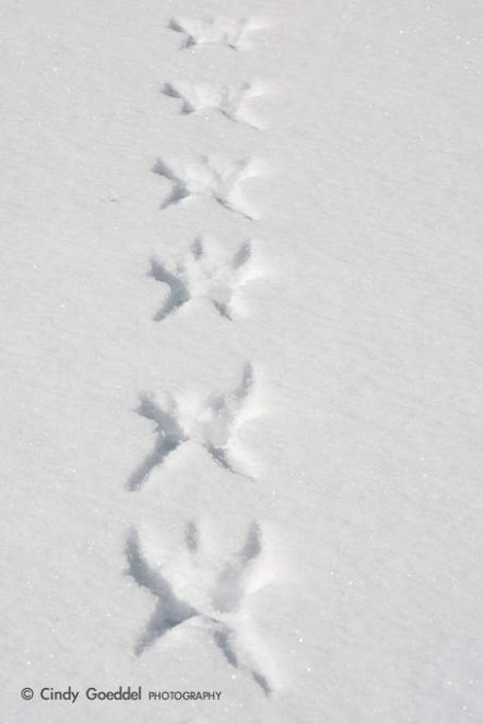 Snow Angel Tracks