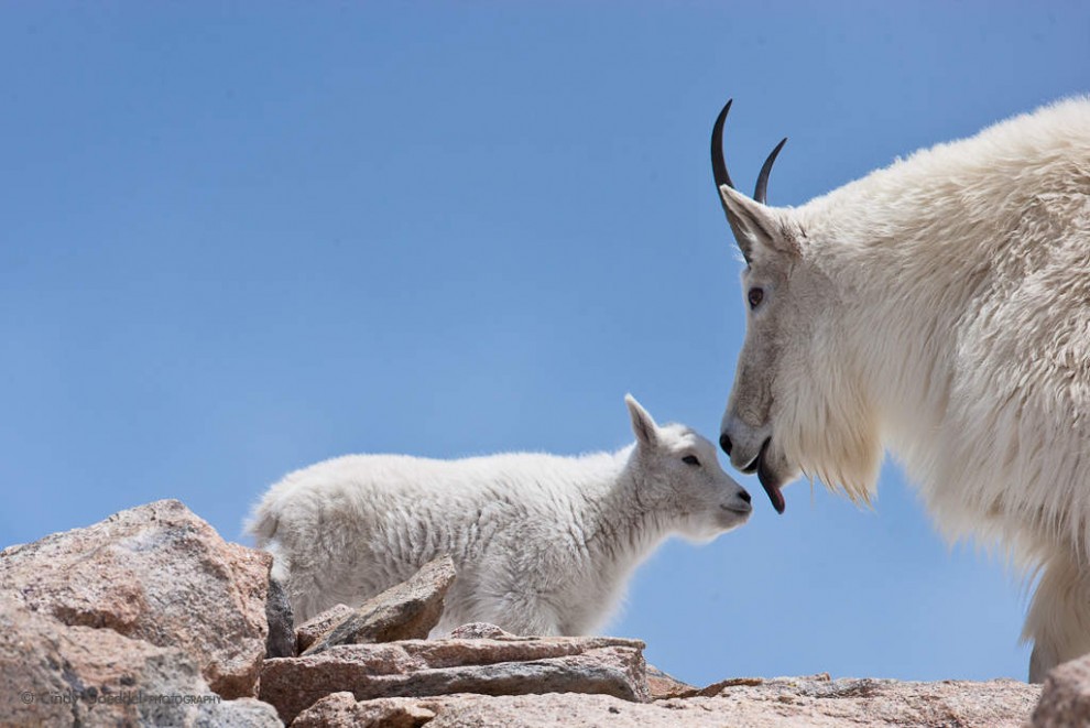 Mountain-Goat-Kid-Kiss.cr2