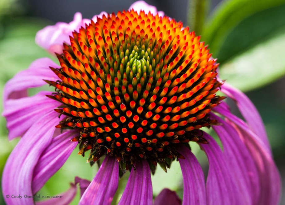 Purple Cornflower