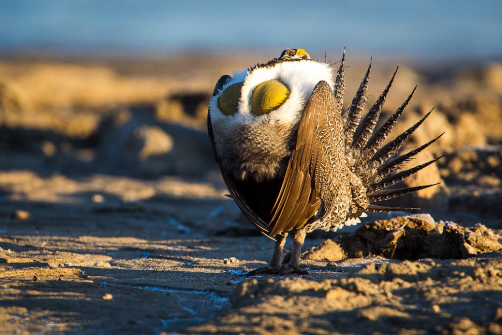 Sage Grouse Mating Display-2