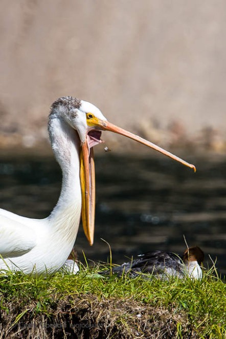 Pelican Yawn