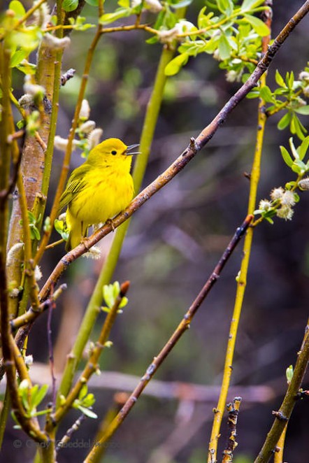 Yellow Warbler