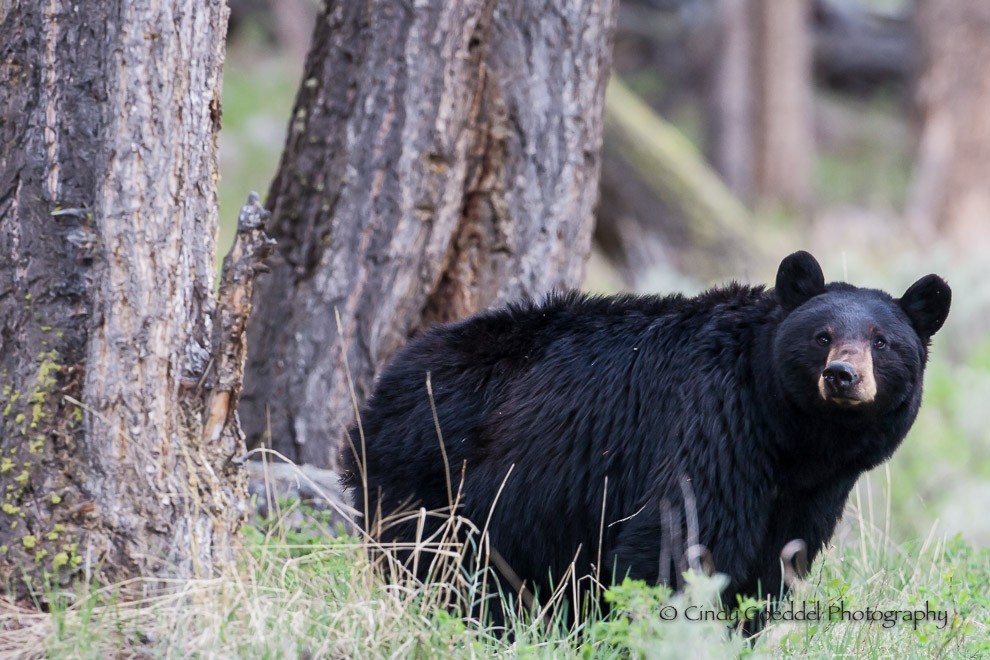 Black Bear Sow