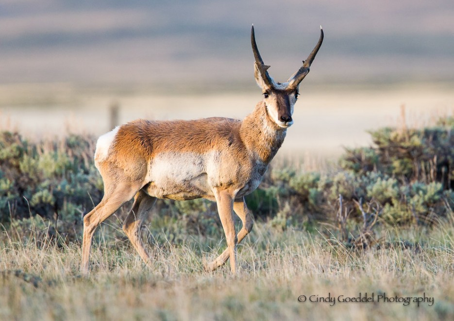 Pronghorn hecking Out My Blind