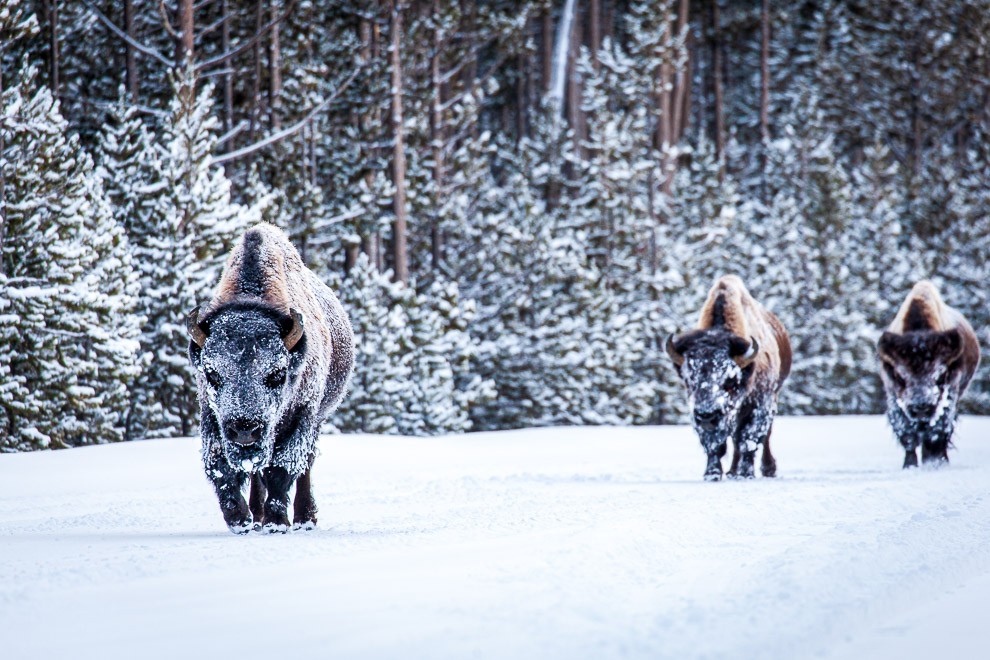 Winter Masks