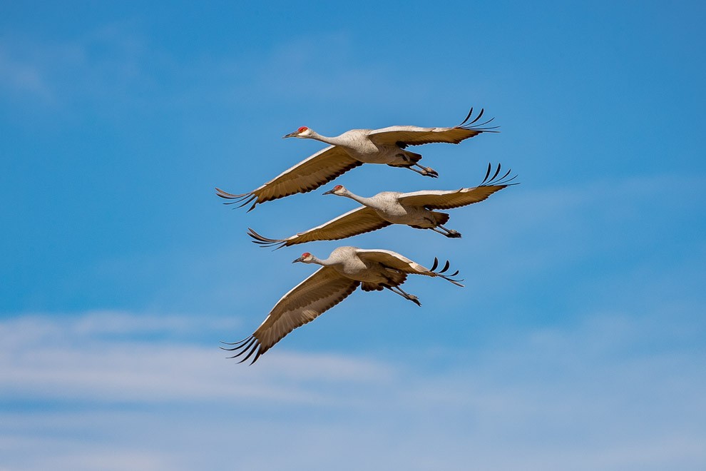 Sandhill Cranes Aloft