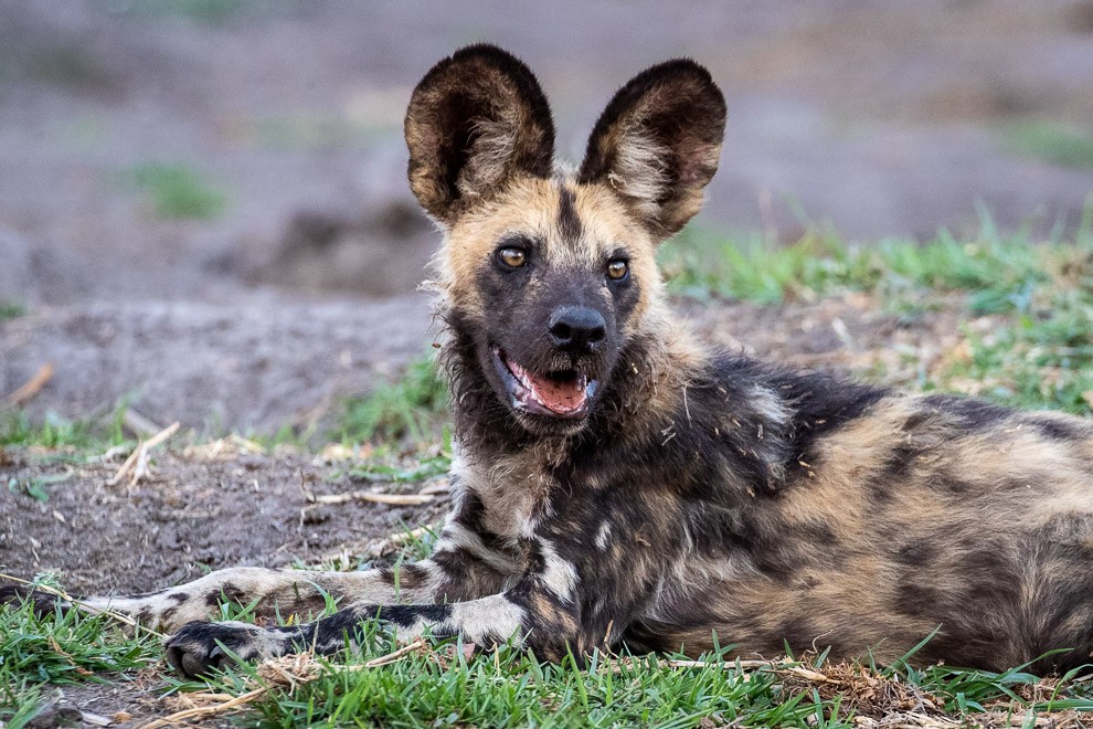 African Wild Dog (African Painted Dog)