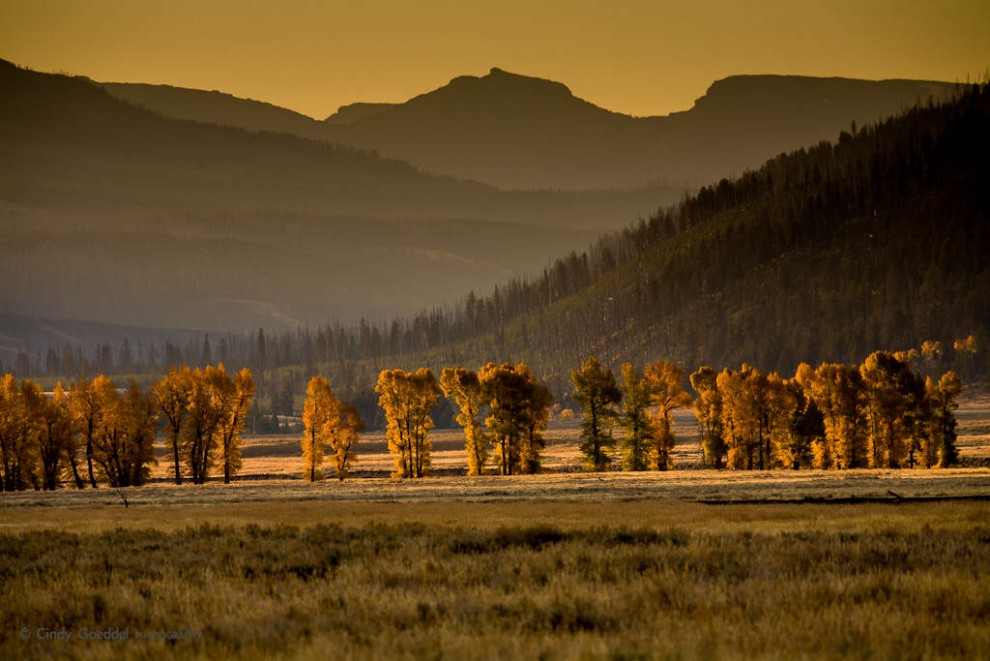 Lamar Valley Cottonwoods