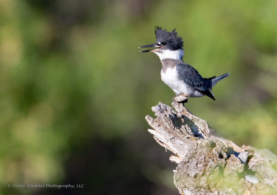 Belted Kingfisher