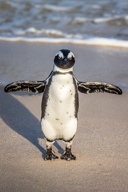 African Penguin