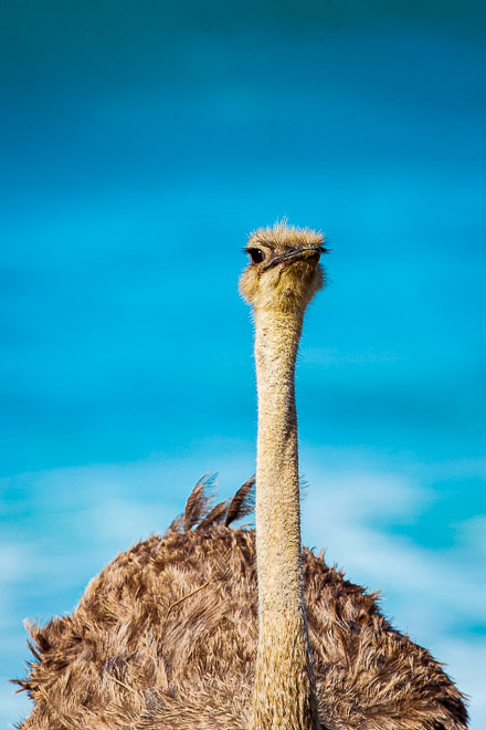 Ostrich at the Beach