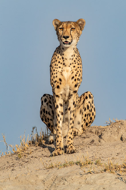 Cheetah on Termite Hill