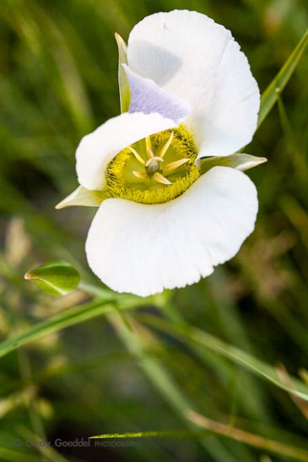 Mariposa Lily-Vertical