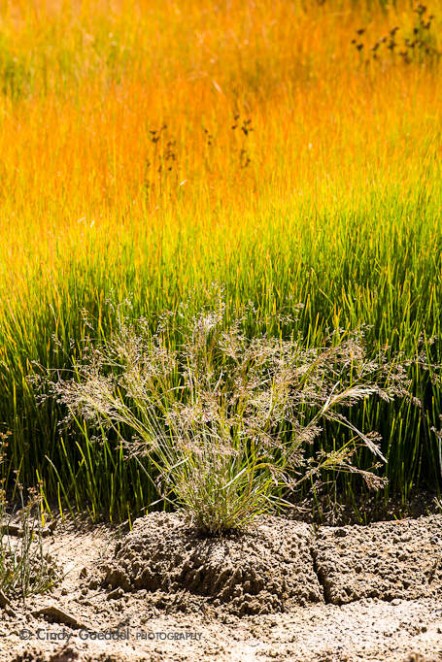 Mud Volcano Grasses