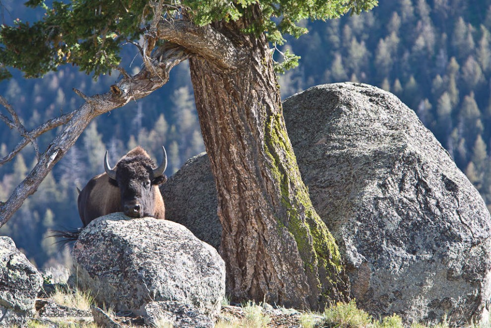 Bison Cow