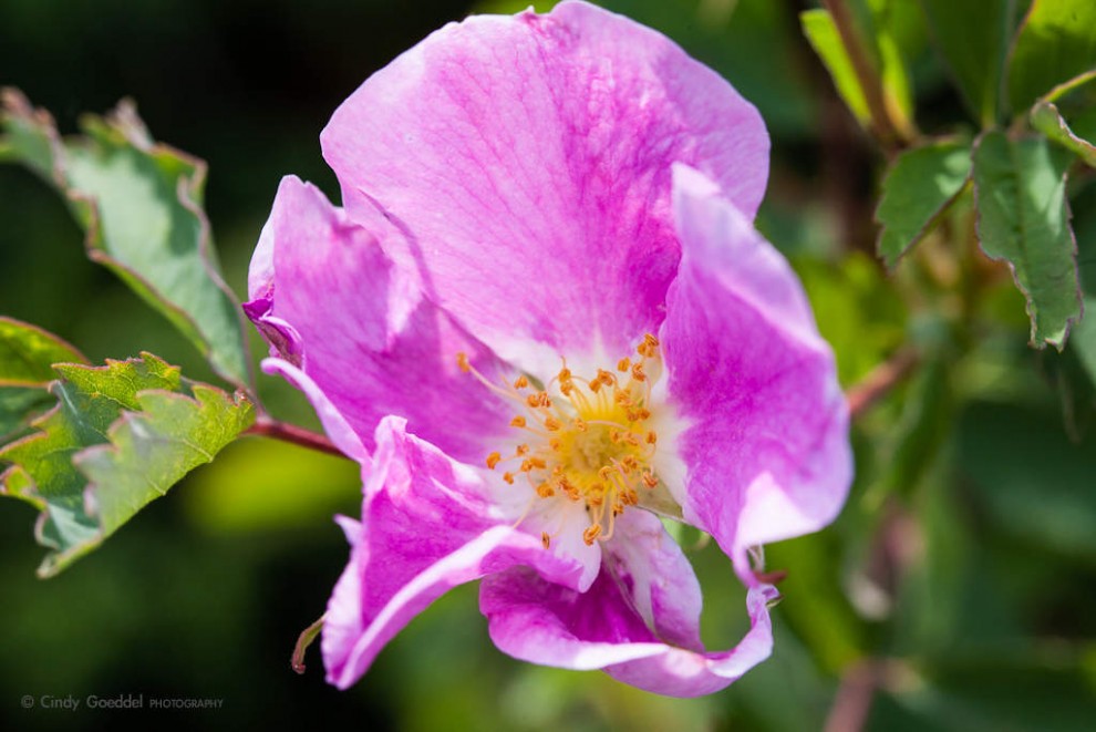 Wild Rose