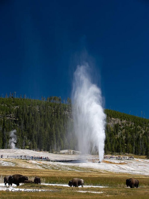 Beehive Geyser and Bison