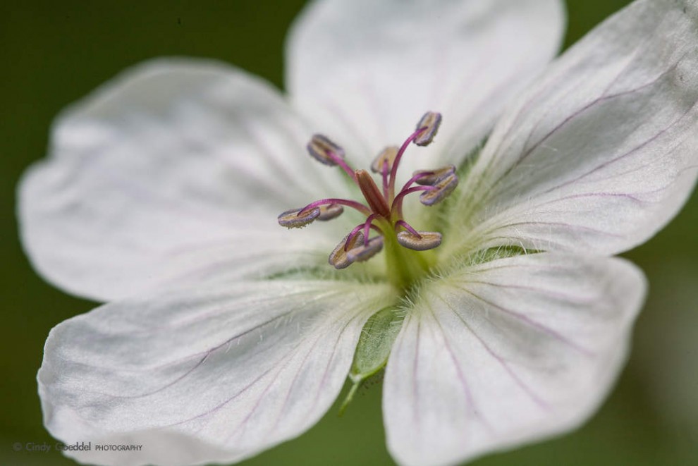 White Geranium