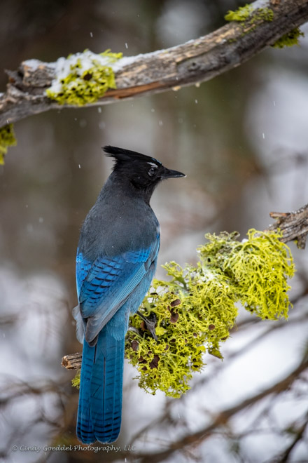 Winter Steller’s Jay