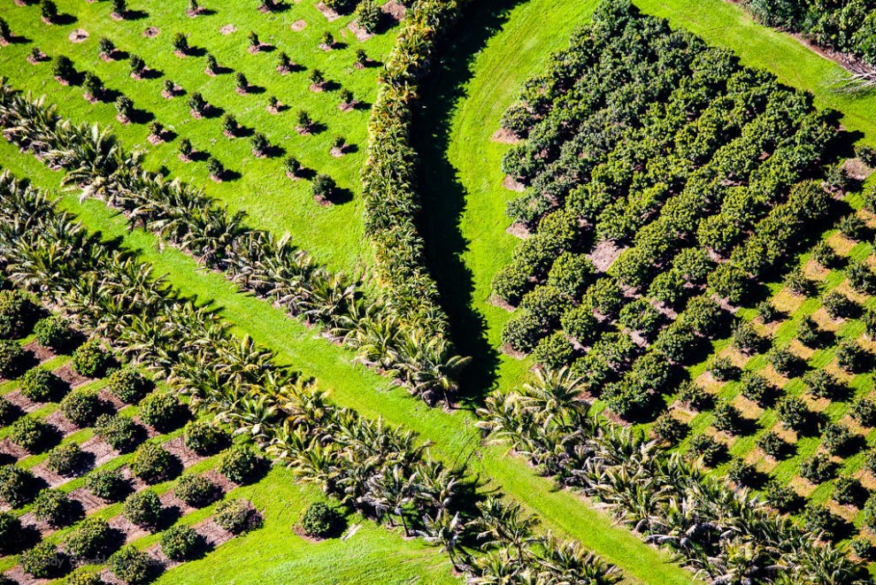 Macadamia Nut Farm